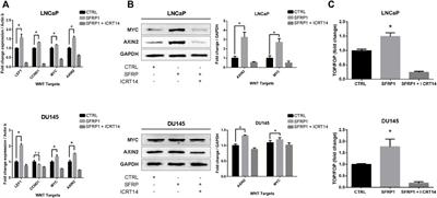 SFRP1 induces a stem cell phenotype in prostate cancer cells